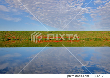 岐阜縣海津市南野町津谷 群孤挺花開始開花的津谷川堤岸的水面倒影 95321209