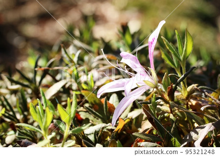 Mochitsutsuji (杜鵑花) 在冬天開花 Mochitsutsuji (杜鵑花) 在冬天開花 95321248