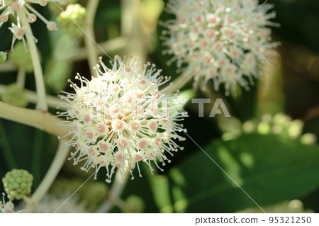 胖子（Yatsude）的雄花很漂亮！ 95321250