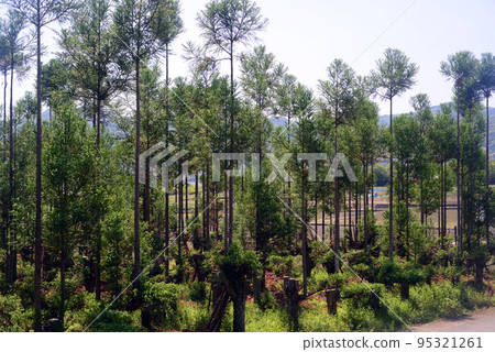 Taisugi Plantation Field-2 95321261