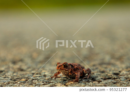 Close-up at Cute Little Frog Sitting on Ground Close-up at Cute Little Frog Sitting on Ground 95321277