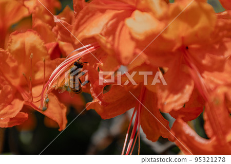 Bee in flower, honeybee pollinated of the red flower Bee in flower, honeybee pollinated of the red flower 95321278