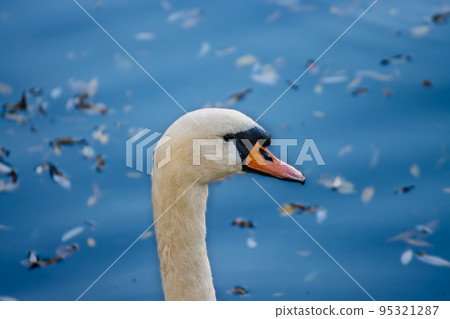 Close-up portrait of a Beautiful Swan swimming in the river Close-up portrait of a Beautiful Swan swimming in the river 95321287