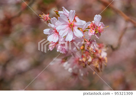 Close-up at Branch of sakura in blossom. Japanese garden in blossom Close-up at Branch of sakura in blossom. Japanese garden in blossom 95321309