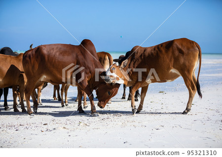 cows play on the beach near the water cows play on the beach near the water 95321310
