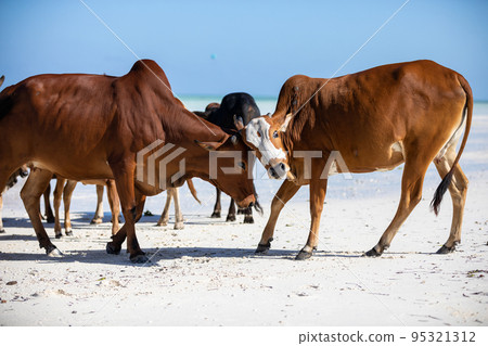 cows play on the beach near the water cows play on the beach near the water 95321312