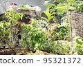lush flowering plants 95321372