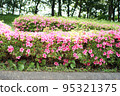 Satsuki in full bloom 95321375