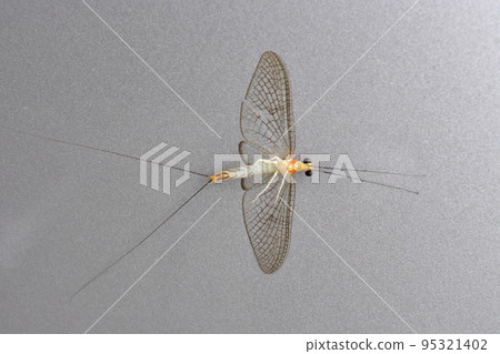 Mayfly adult Mayfly adult 95321402