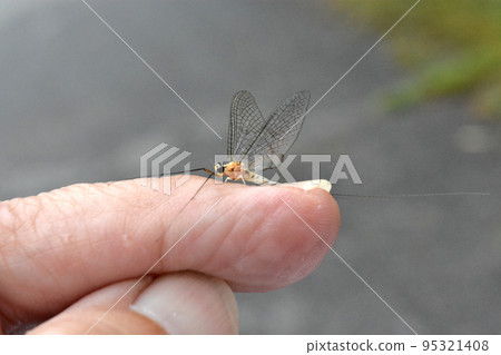 Mayfly adult Mayfly adult 95321408