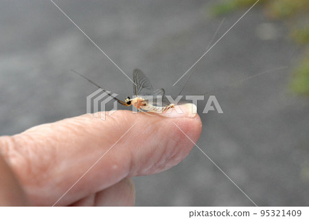 Mayfly adult Mayfly adult 95321409
