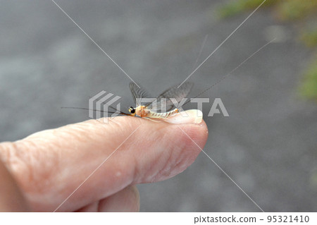 Mayfly adult Mayfly adult 95321410