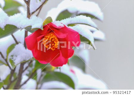 雪和山花 雪和山花 95321417