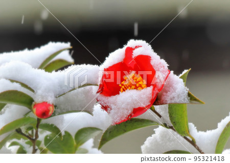 Snow and mountain flowers Snow and mountain flowers 95321418