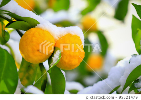 Snow and citron fruit 95321479