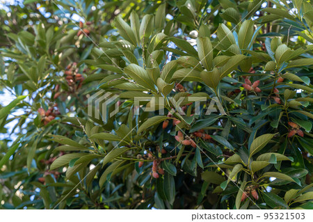Matebashii Acorn Tree Matebashii Acorn Tree 95321503