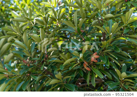 Matebashii Acorn Tree Matebashii Acorn Tree 95321504