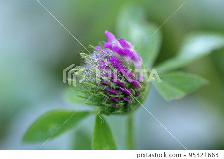附在紫色三葉草（紫三葉草）花朵上的水滴（水滴、水滴、水滴、水滴）神秘莫測 95321663