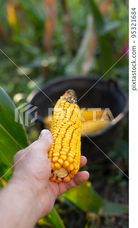 maize harvesting 95321684