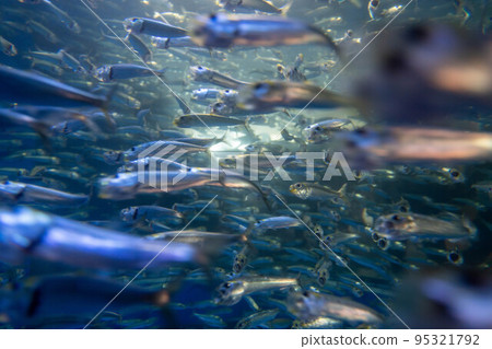 沙丁魚缸水上世界 95321792