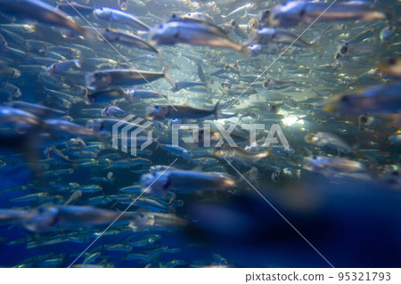 沙丁魚缸水上世界 95321793