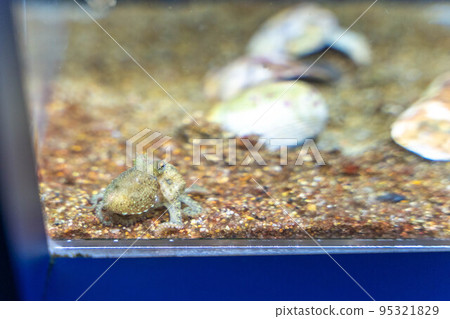 小章魚 小章魚 95321829