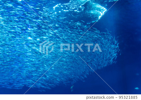 大型沙丁魚缸 Aqua World 95321885