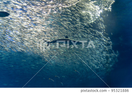 大型沙丁魚缸 Aqua World 95321886