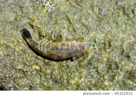 When I was fishing for small items in the river, I caught a goby. 95322031