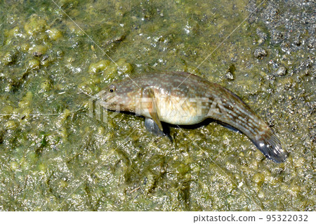 When I was fishing for small items in the river, I caught a goby. When I was fishing for small items in the river, I caught a goby. 95322032