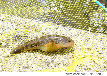 When I was fishing for small items in the river, I caught a goby. 95322033