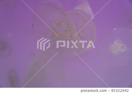 Fantastic jellyfish large tank Aqua World 95322042