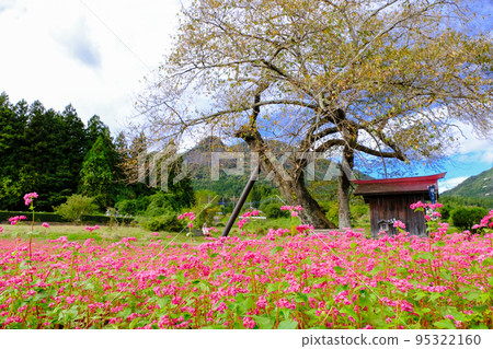 紅蕎麥麵和一棵櫻桃樹 紅蕎麥麵和一棵櫻桃樹 95322160