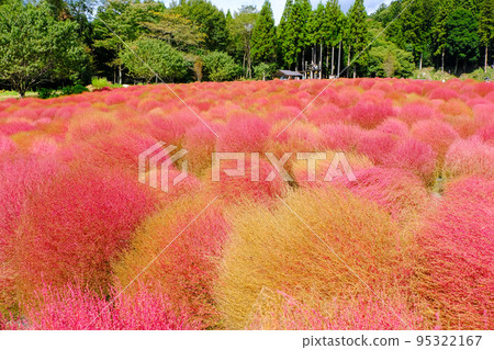 秋葉Kokia 95322167