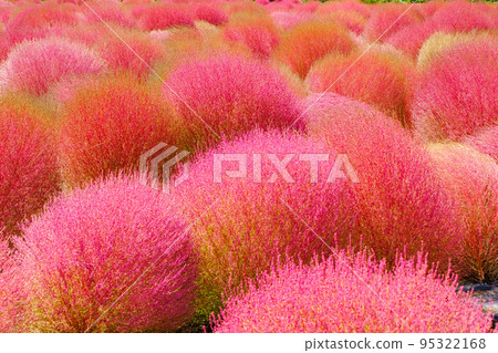 秋葉Kokia 秋葉Kokia 95322168