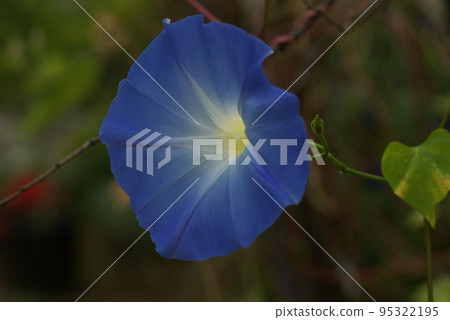 Beautiful blue petals of the morning glory Beautiful blue petals of the morning glory 95322195