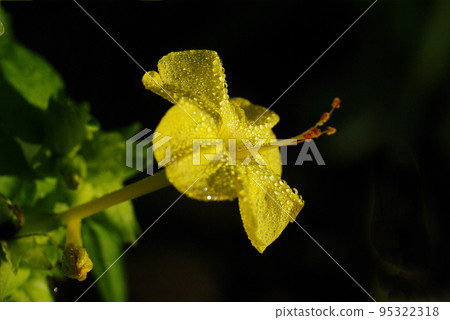 The yellow Oshiroibana (white flower) covered with morning dew is very beautiful. The yellow Oshiroibana (white flower) covered with morning dew is very beautiful. 95322318