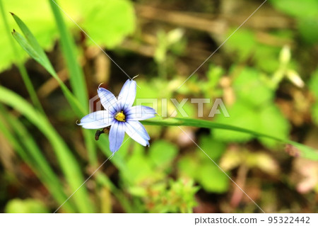 Blue-petaled Ruriniwazekisho Blue-petaled Ruriniwazekisho 95322442