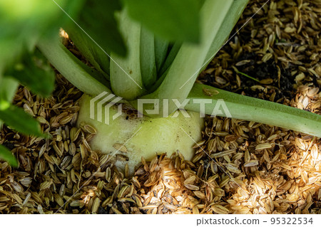 在家庭花園中種植蘿蔔 95322534