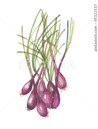 Island shallot purple 95322537