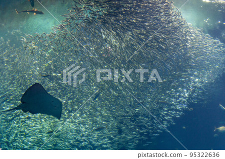 沙丁魚表演水上世界 95322636