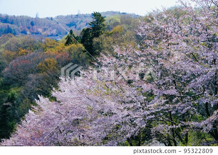 Spring scenery of Choraku-ji Temple in Kawaguchi-cho, Hachioji City Spring scenery of Choraku-ji Temple in Kawaguchi-cho, Hachioji City 95322809