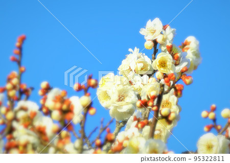 Clear blue sky and refreshing white plum blossoms 95322811
