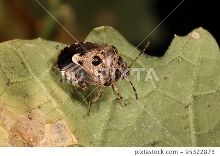 Creatures, insects, stink bugs, the spots in the middle of the small shield seem to change, such as a "heart-shaped" wind and a "clear sign" wind Creatures, insects, stink bugs, the spots in the middle of the small shield seem to change, such as a "heart-shaped" wind and a "clear sign" wind 95322873