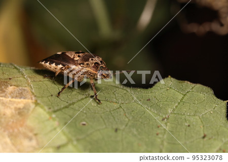 Creatures, insects, stink bugs, in the undergrowth of a thicket in October. Are you ready for the winter? Creatures, insects, stink bugs, in the undergrowth of a thicket in October. Are you ready for the winter? 95323078