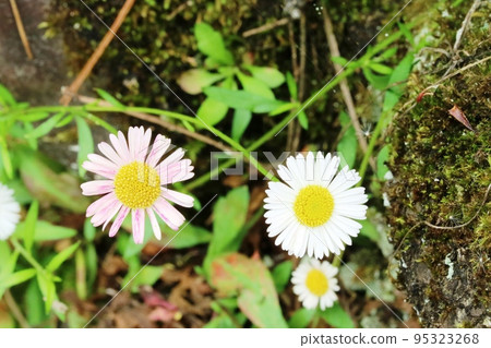 Pera pera yomena 花瓣顏色從白色變為粉紅色 95323268