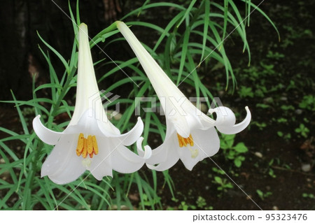 花管外有純白的新天寶百合（Shinteppo lily）開始開花了！ 95323476