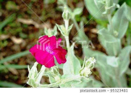 Daffodils with beautiful flower cores (Suisen Okina) Daffodils with beautiful flower cores (Suisen Okina) 95323481
