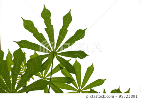 Beautiful patterns made by leaves (amacassava with beautiful overlapping leaves like tengu fans) Beautiful patterns made by leaves (amacassava with beautiful overlapping leaves like tengu fans) 95323891