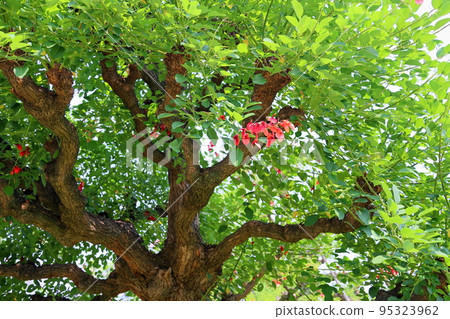 American Flower of Deigo American Flower of Deigo 95323962